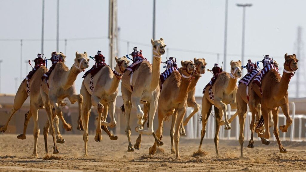 World Camelids Sports Bahrain featured image
