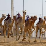 World Camelids Sports Bahrain featured image